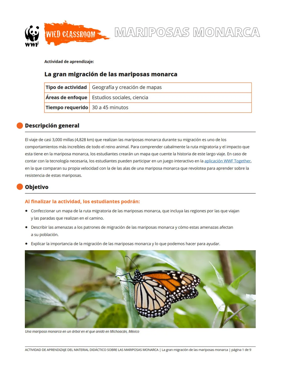 La gran migración de las mariposas monarca