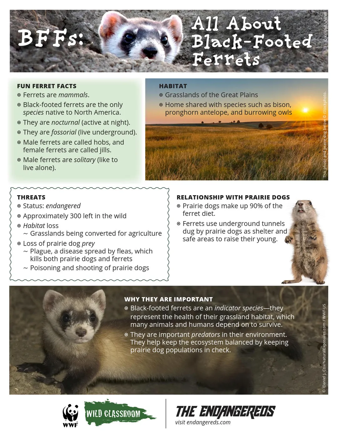 BFFs: All About Black-Footed Ferrets