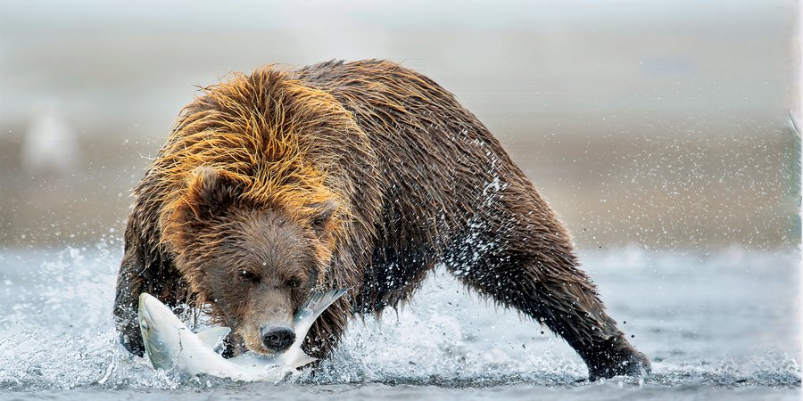 Bear catching salmon