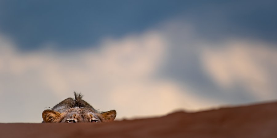 Lion cub peeking over dune
