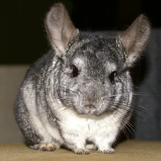 A gray chinchilla looking at the camera