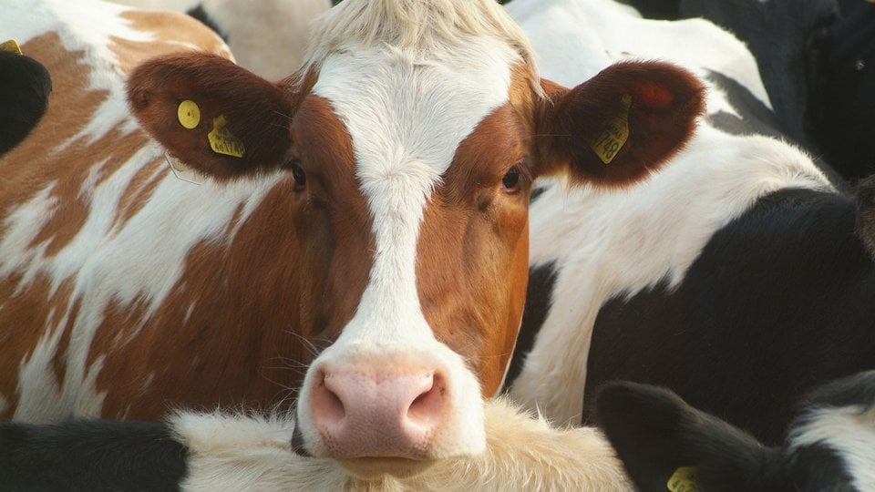 A dairy cow