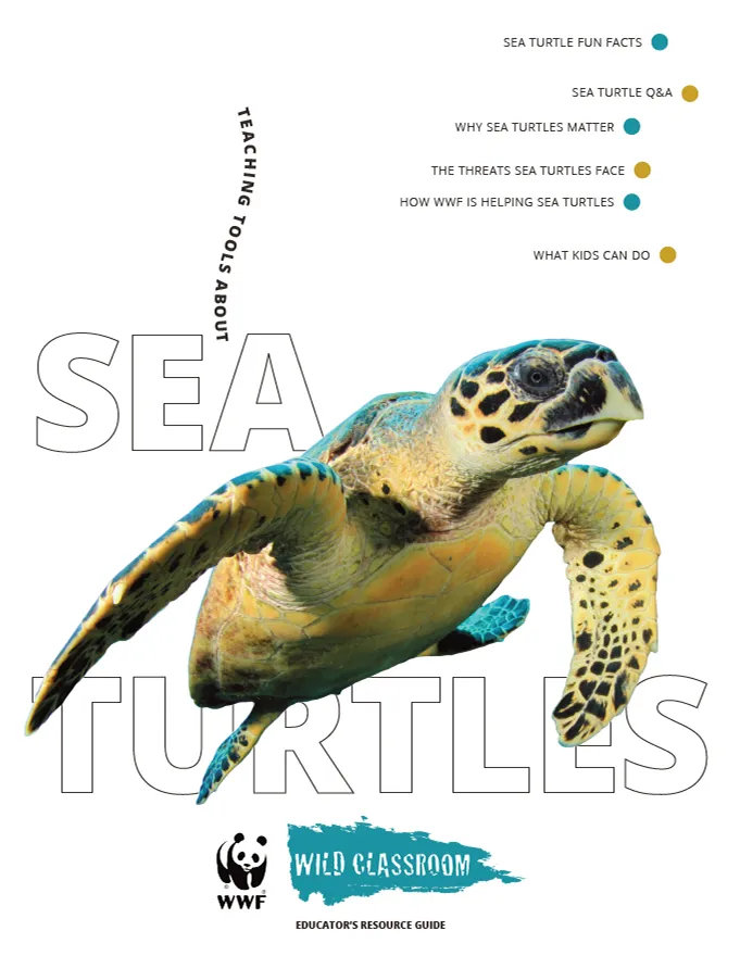 Full Sea Turtle Toolkit Preview