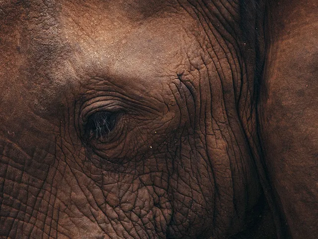 Closeup of elephant eye
