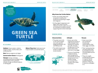 Green Sea Turtle Species Card