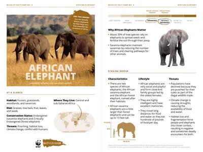 African Elephant Species Card Preview
