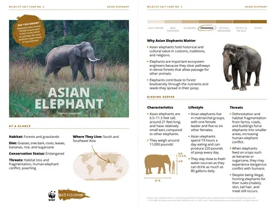 Asian Elephant Species Card