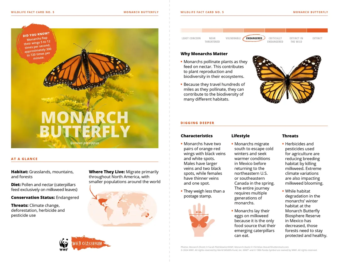 Monarch Butterfly Species Card Preview
