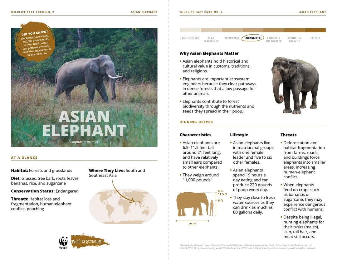 Asian Elephant Species Card