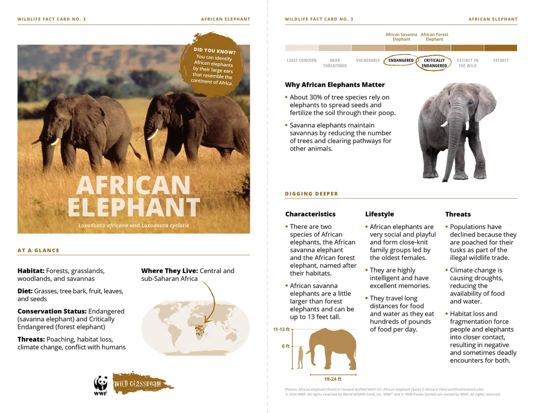 African Elephant Species Card Preview