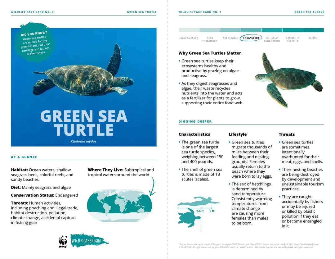 Green Sea Turtle Species Card