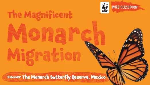 Magnificent Monarch Migration thumbnail