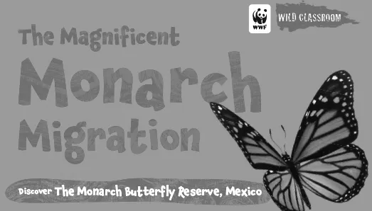 A preview of the magnificent monarch migration story