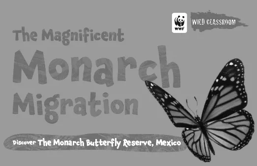 A preview of the magnificent monarch migration story