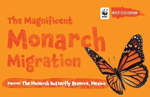Magnificent Monarch Migration thumbnail