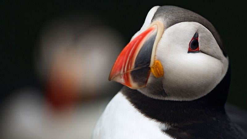 Puffin