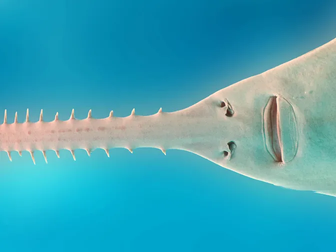 Underwater view of sawfish with close up on mouth and saw