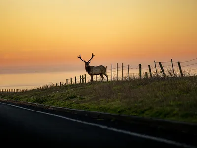 An elk stands by a fence in the sunset