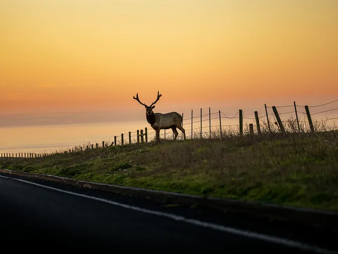 An elk stands by a fence in the sunset
