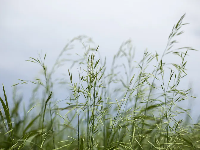 Up close image of grasslands landscape