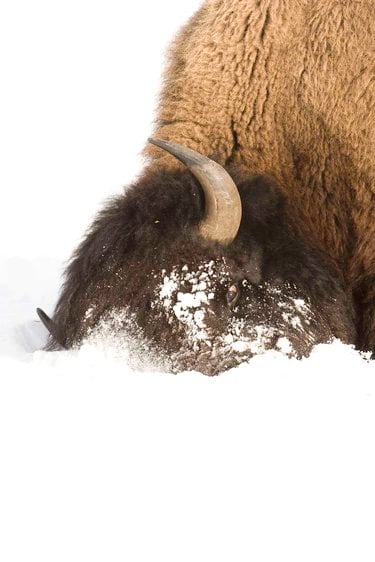 A close-up of bison putting its head into the snow to plow it out of the way