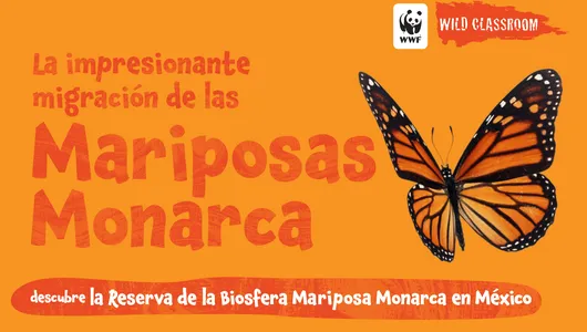 Mariposas Monarcha COLOR