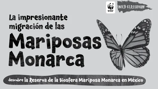 Mariposas Monarcha BW