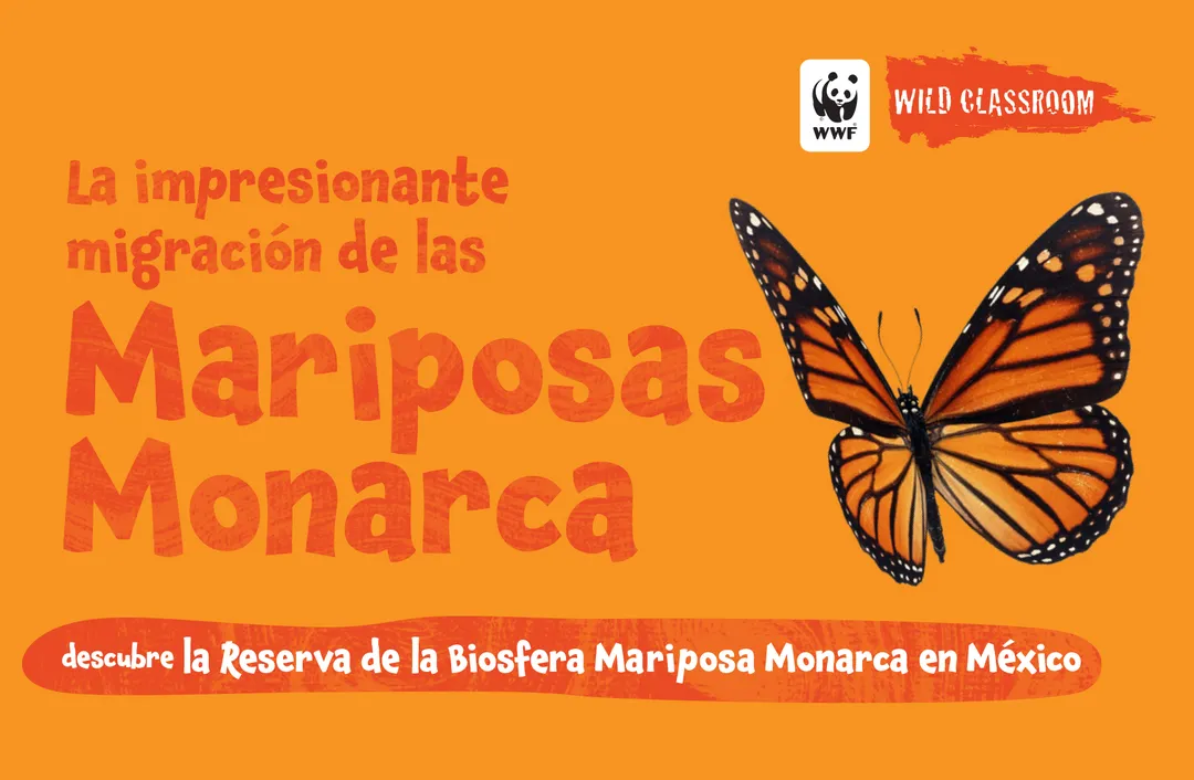Mariposas Monarcha COLOR