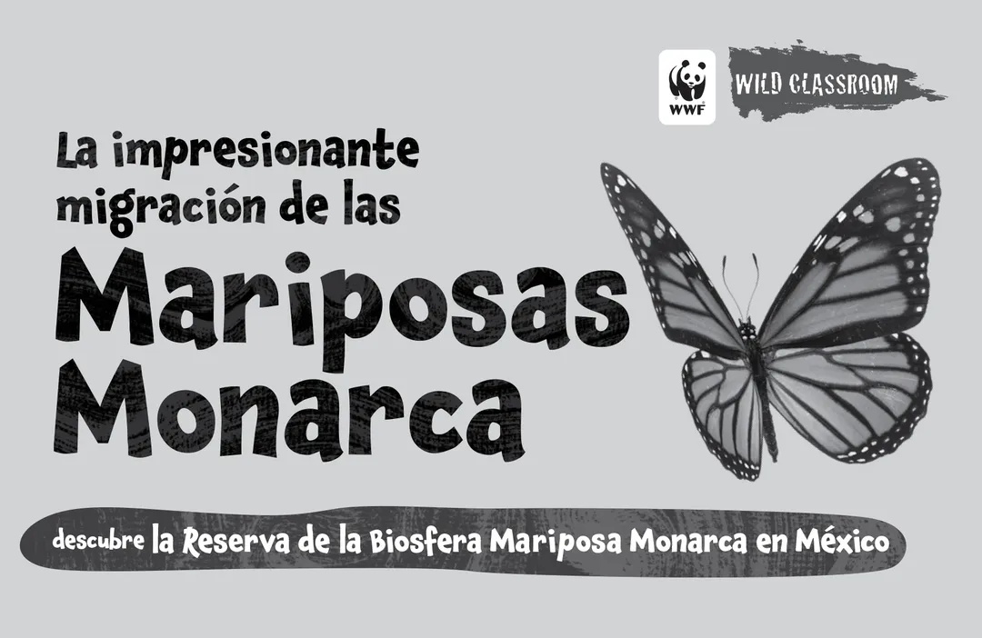 Mariposas Monarcha BW