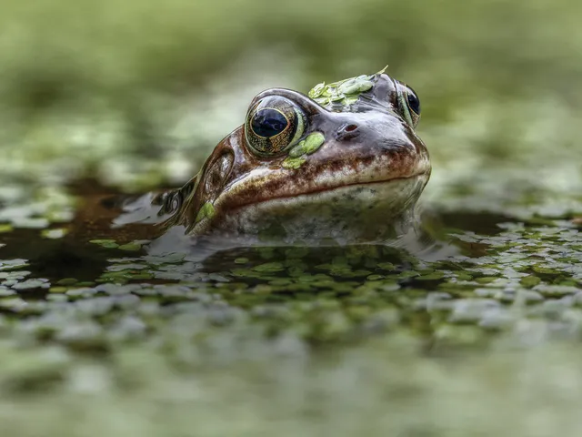 Frog with head above plant-filled water
