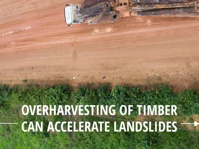 Overharvesting of timber can accelerate landslides