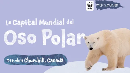 La Capital Mundial del Oso Polar (color)