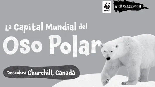 La Capital Mundial del Oso Polar (en blanco y negro)