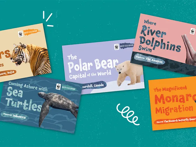 Covers of several Storybooks
