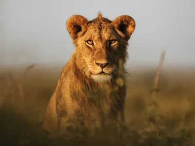 A young lion sits in the grass and looks strong eye contact with the camera.