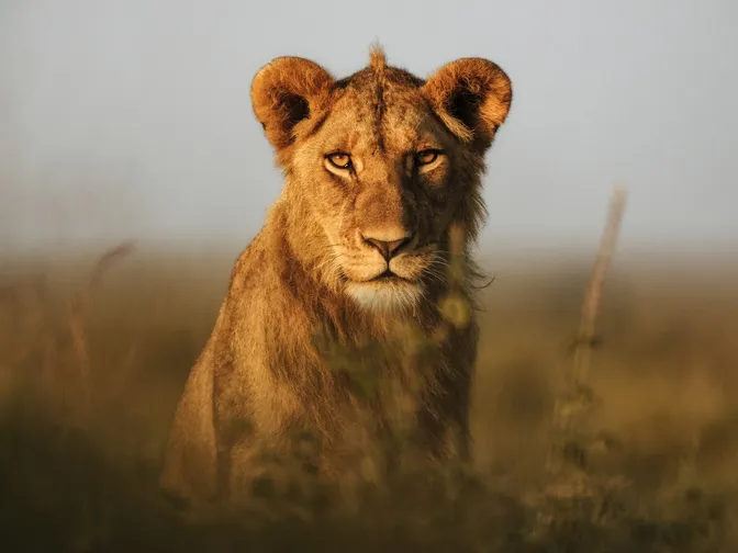 A young lion sits in the grass and looks strong eye contact with the camera.