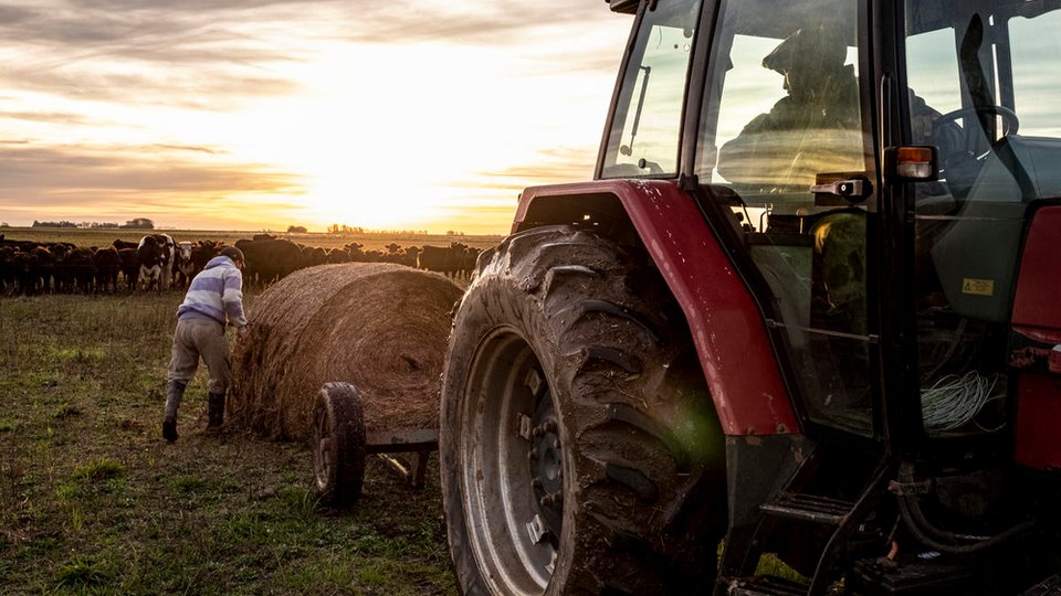 Two people load a hay bale on a trailer behind a tractor, cattle and the sunset in the background