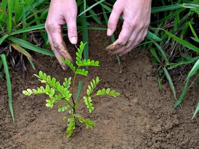 A Brazilwood seedling being planted in the Reserva Ecológica de Guapiaçu (REGUA), located in the Atlantic Forest outside Rio De Janeiro, Brazil. The Brazilwood tree is native to the Atlantic Forest and gave Brazil its name.