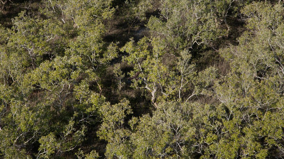 An aerial photo of a mangrove forest.