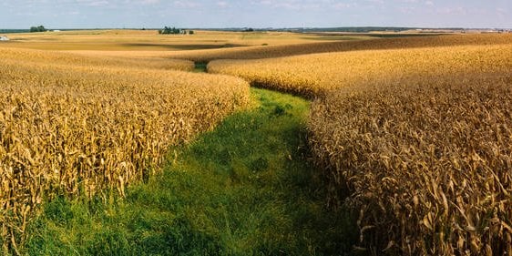 row crop farm with a path through the middle