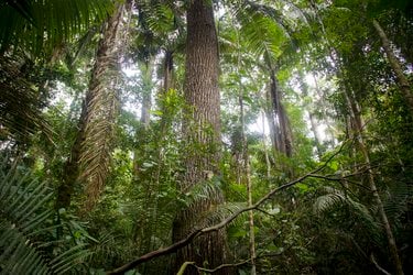 A thick forest