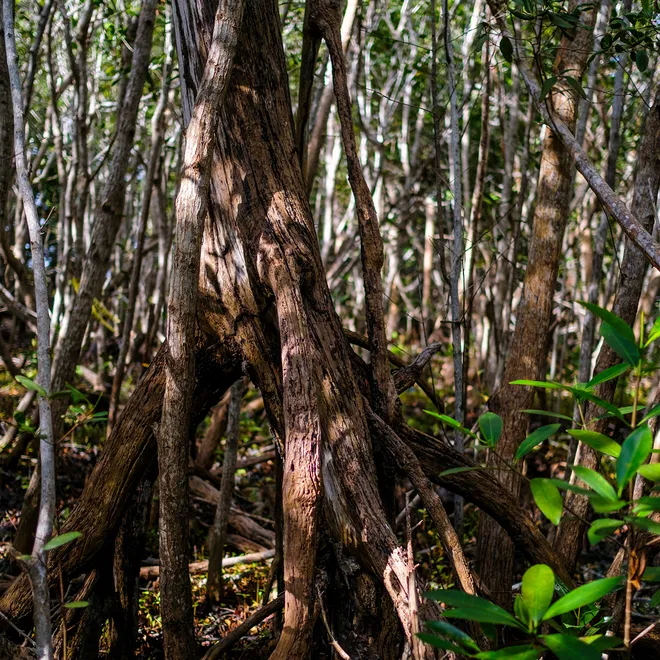 Trees and roots tangled along a forest floor
