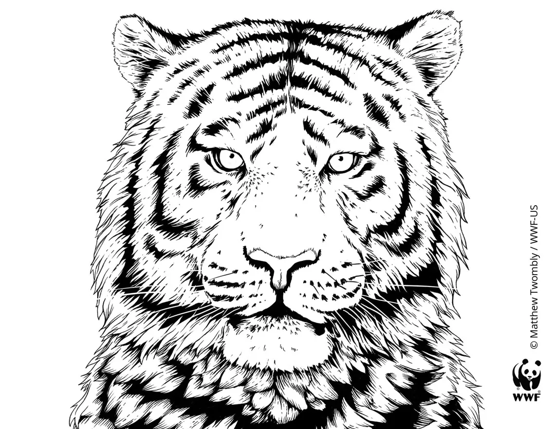 Tiger Coloring Page