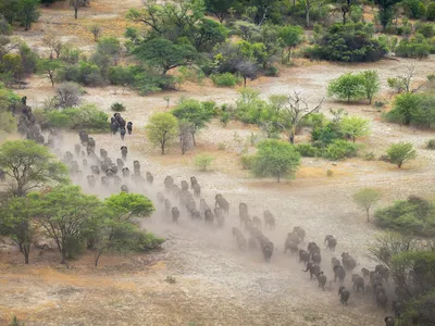 Herd of elephants moves together toward watering hole along the Zambezi