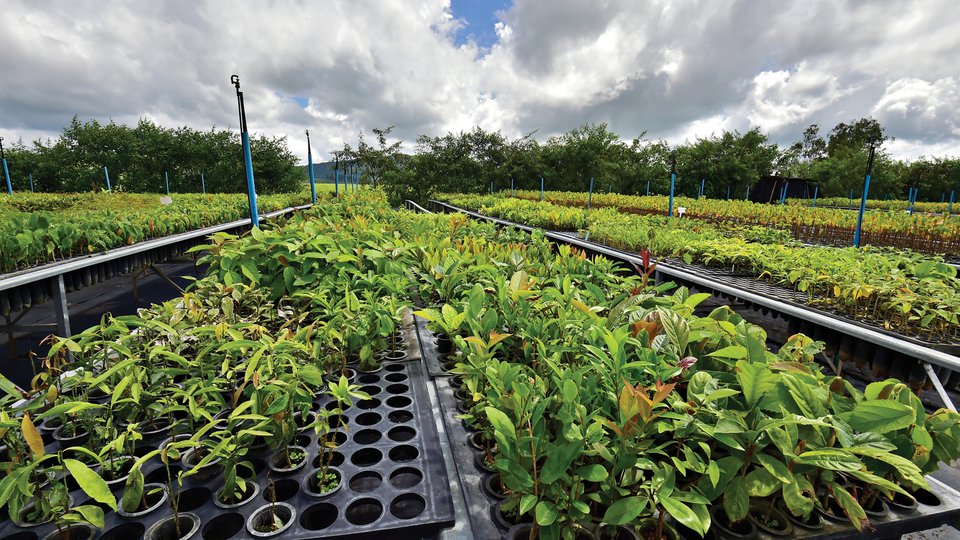 Tray of seedlings on a sunny day