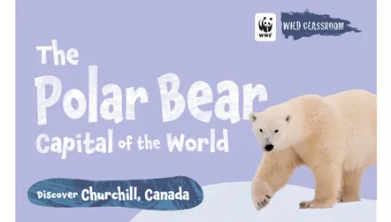 Cover of polar bear storybook in color.