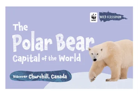 Cover of polar bear storybook in color.