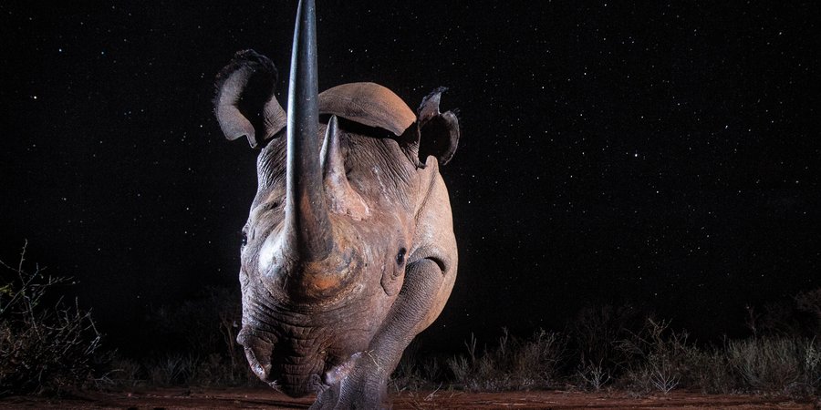 Black rhino facing camera at night