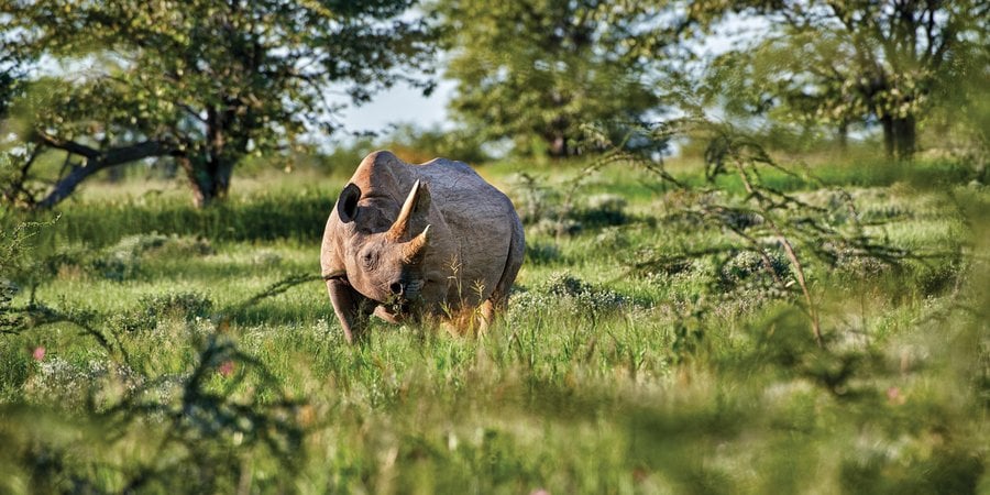 Rhino surrounded by vegetation