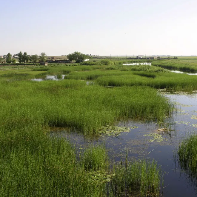 A landscape photo of a freshwater marsh with green grass
